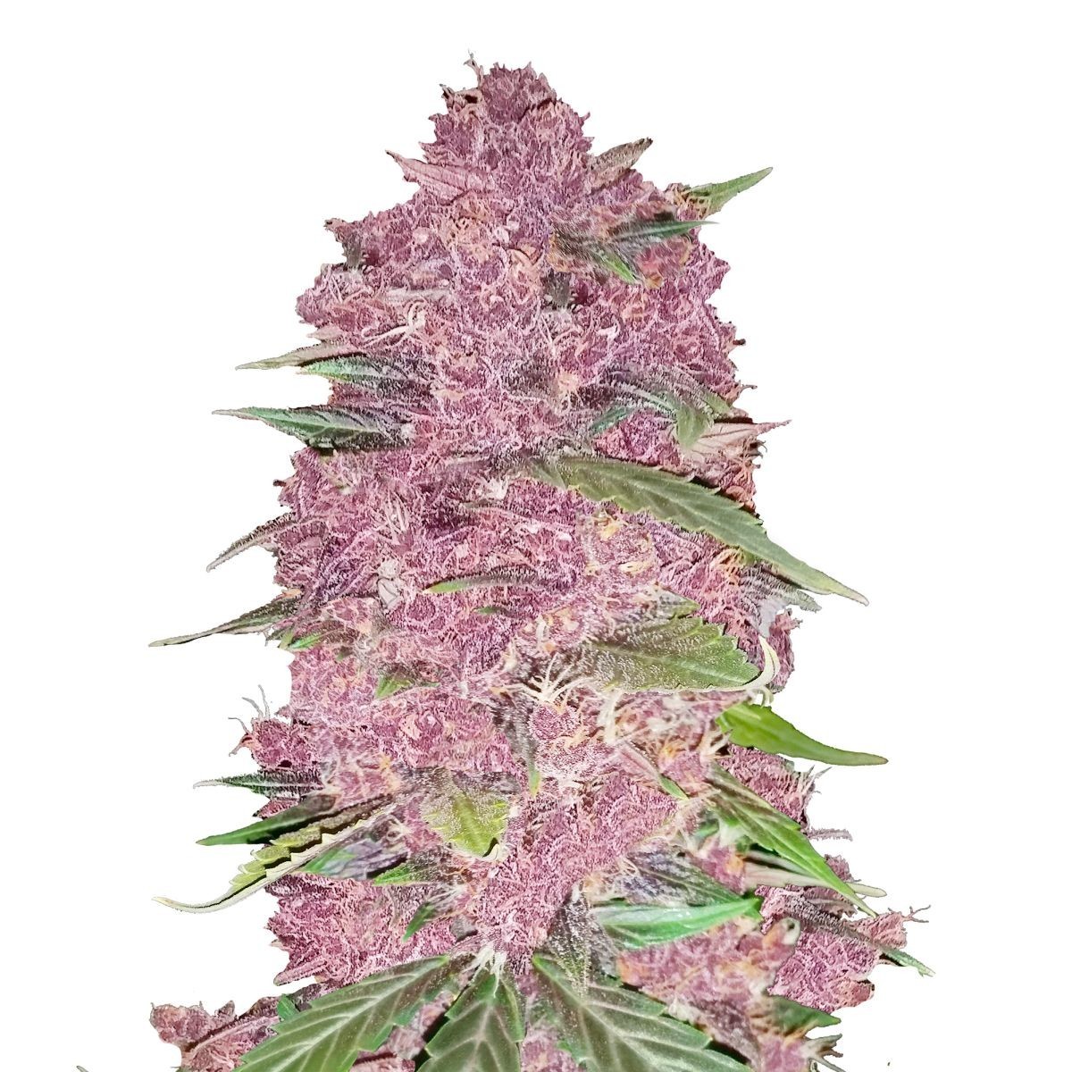 fastbuds-autoflowering-purple-lemonade-feminized